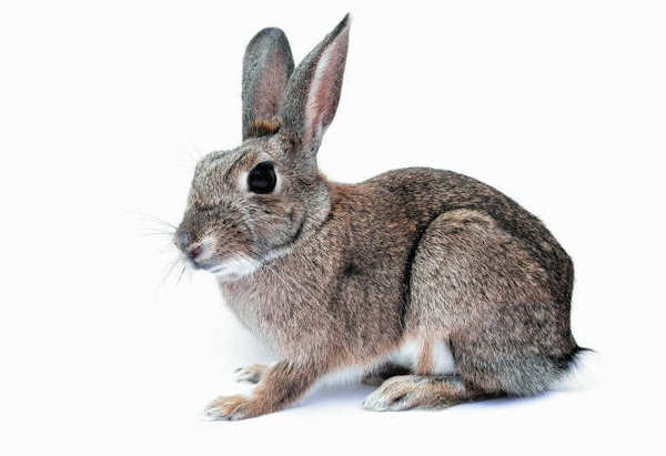 The Chinese Year of the Rabbit