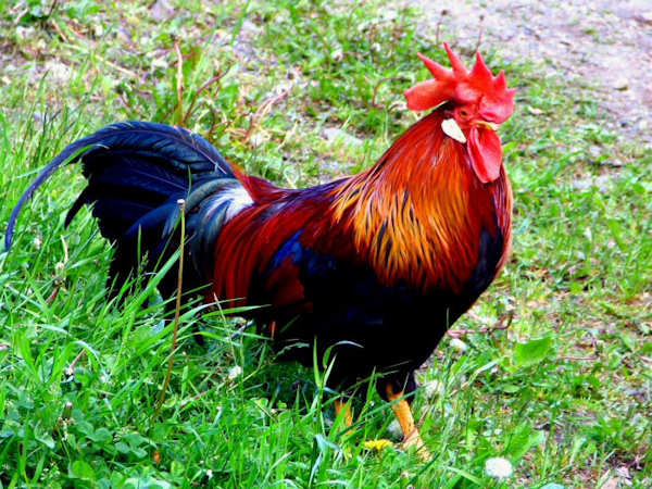 The Chinese Year of the Rooster