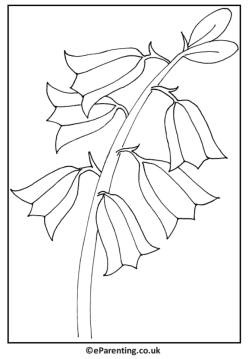 Bluebells Colouring Pictures