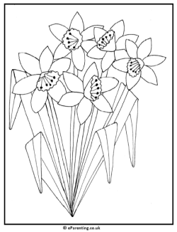 Bunch of Daffodils Colouring Picture