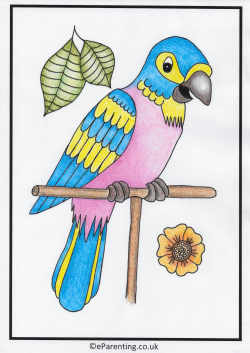 Parrot Colouring Picture