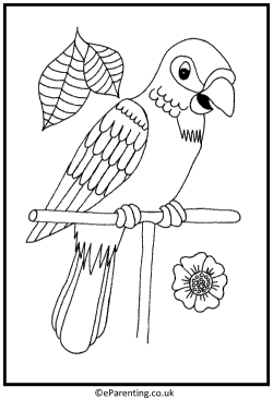 Parrot Colouring Picture