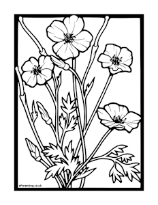 Poppies Growing Colouring Picture
