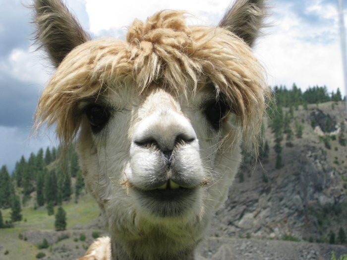 A Llama