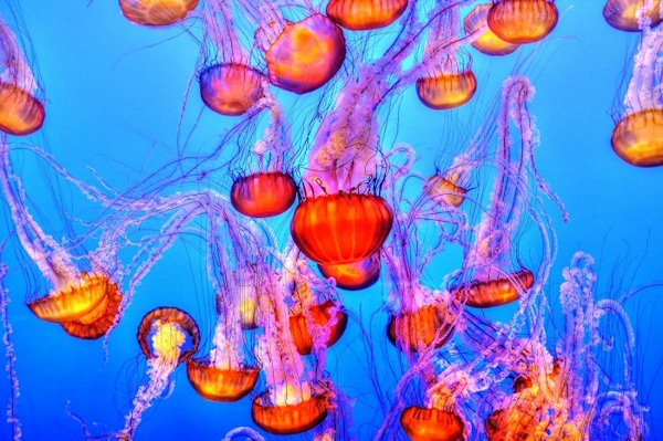 The UK's Best Aquariums