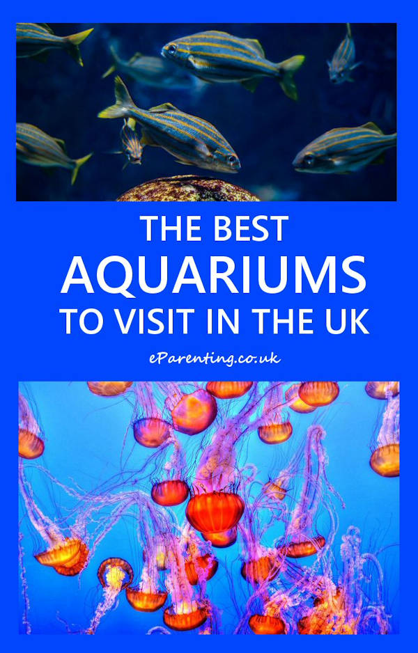The Best Aquariums To Visit in the UK