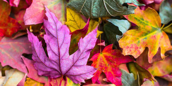 Autumn Leaves