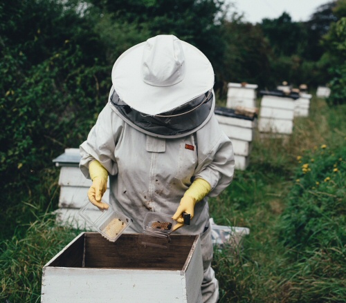 St. Valentine is the patron saint of beekeepers as well as the patron saint of love.