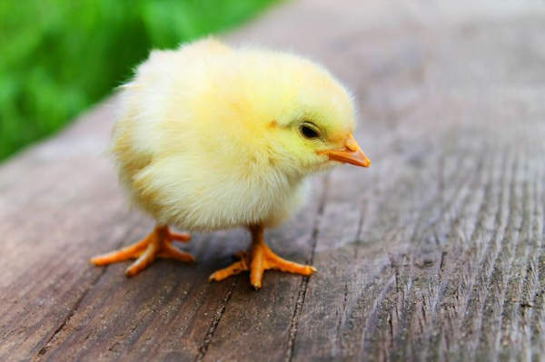 A chick