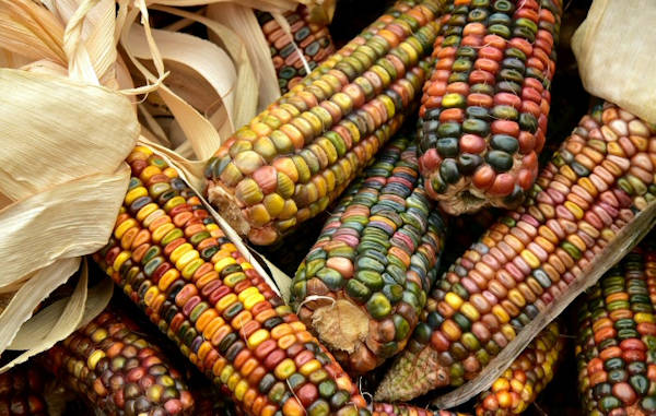Harvest corn cobs