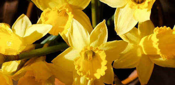 daffodils