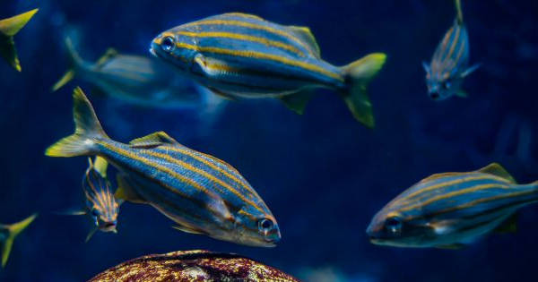 The Best Aquariums in the UK