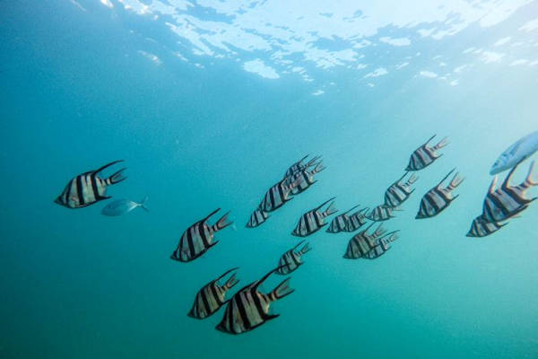 Ocean Themed Activities - World Oceans Day