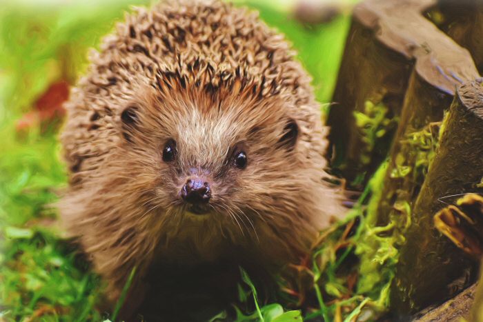 A very cute hedgehog