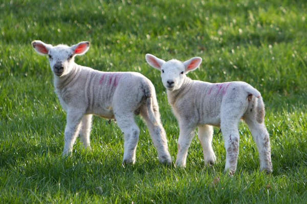 Two Lambs