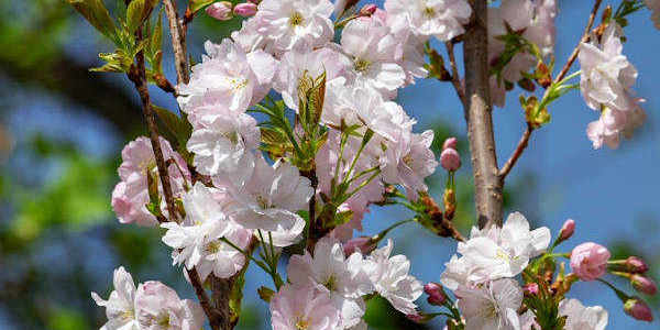 May blossoms.