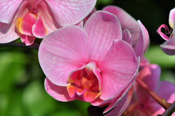 Orchid