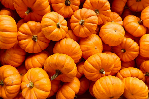 Lots of pumpkins
