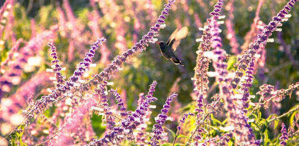 Purple flowers and a hummingbird