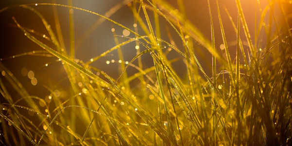 Grass with raindrops