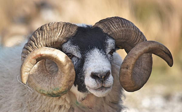 The UK's Top Farm Parks