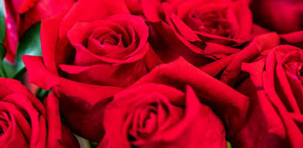 Red roses