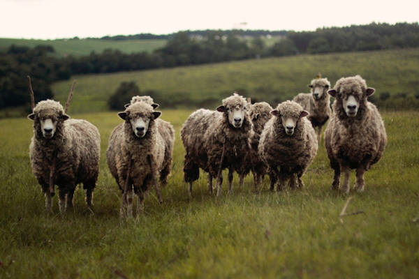 Sheep, staring intently