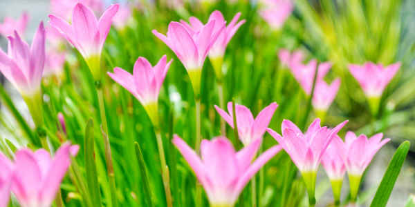 Crocuses in Spring