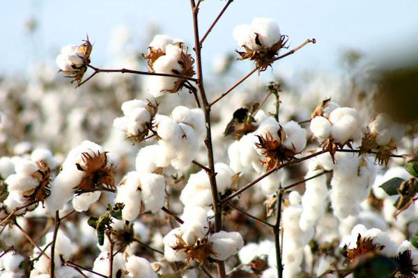 100% Cotton Clothing for Eczema Sufferers and anyone with Sensitive Skin