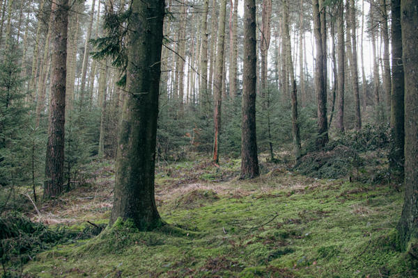 A Forest