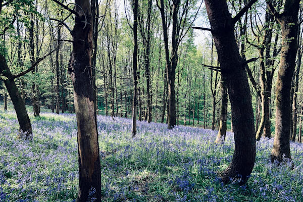 A Bluebell Forest